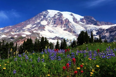 Flowers And Snowa At Mount Rainier   (