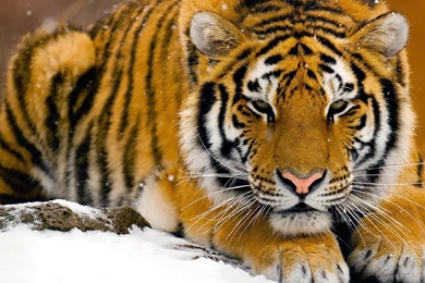 Tiger Wallpapers Hd Free Download   Widescreen HD Wallpapers