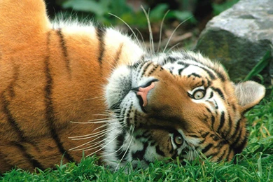 Tiger Wallpapers   Animals Town