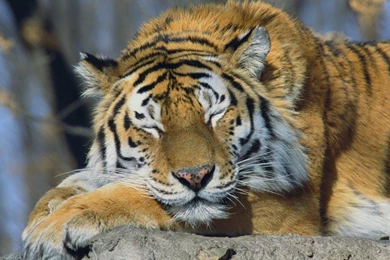 YouWall   Tiger Wallpapers   Wallpaper,wallpapers,free Wallpapers ...