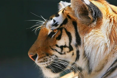 Tiger Pictures Free Download   HD Wallpapers Pretty