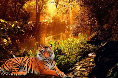 Sumatera Tiger Wallpapers Hd Wallpapers ›› Page 0