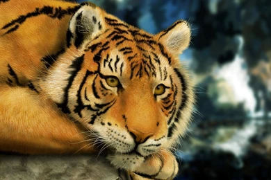 YouWall   Wonderfull Tiger Wallpapers   Wallpaper,wallpapers,free ...