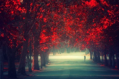 Nature Wallpaper: Fall Tumblr Phone Wallpapers Wallpapers HD ...