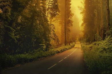 Enchanted, Forest, Way, Wide, Hd, Wallpaper, Download Wallpapers ...