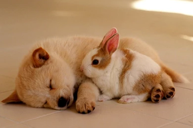 Dogs Desktop Wallpapers Wallpaper, High Definition, High Quality ...