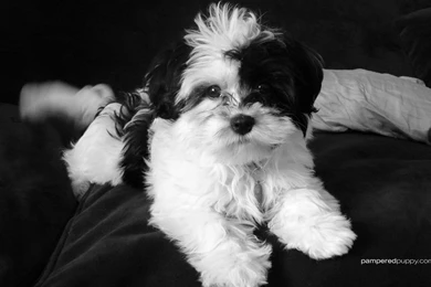 Wallpapers, Doggy, Black, Funny, Dog, Desktop, Backgrounds (