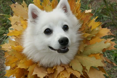 Dog Desktop Wallpapers   Wallpapers HD Fine