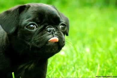 Wall Dog Look Hd Wallpapers