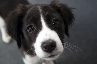 Drawing Boxer Dog Dogs Zeus Talita Stein Dogs Desktop Wallpapers ...