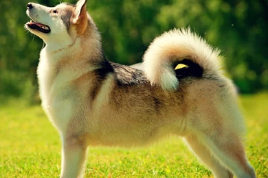 Dog Desktop Wallpapers