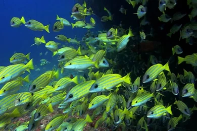 Wallpapers For Mac Free: Video Wallpapers For Mac