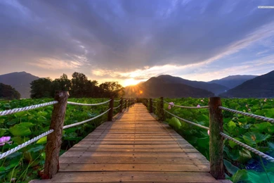 Beautiful Sunrise On The Bridge, Mountain, Sky, Cloud, Water Lily ...