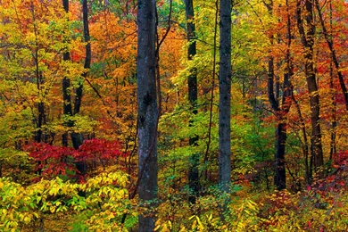 Autumn Forest, Blue Ridge Mountains, Virginia   Hqworld.net   High ...