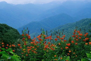 Great Smoky Mountains National Park