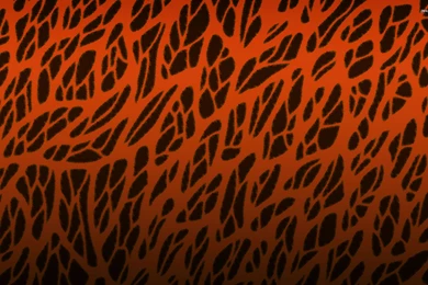 Cheetah Print Wallpapers Awesome K2N » WALLPAPERUN.COM