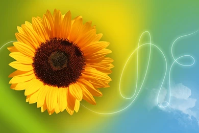 Wallpaper, Sunflower, Articles, Background, Tutorial, Christmas ...