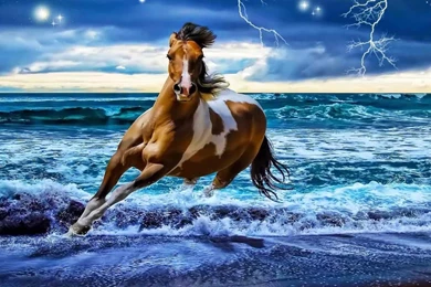 Horse Wallpapers   Android Apps On Google Play