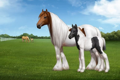 Beautiful Horses In Sunset HD Wallpapers For PC And Mobile