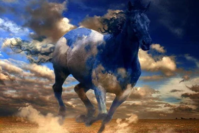 Amazing Horse Pictures   Wallpapers HD Fine