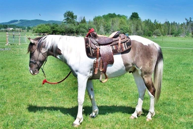 Paint Horse HD Wallpapers