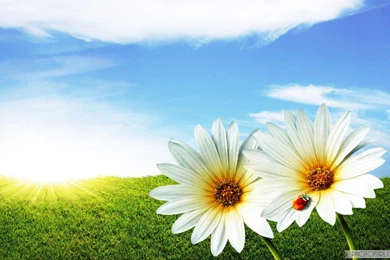 Free Summer Wallpapers — Crafthubs