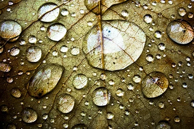 Water Drop Wallpapers