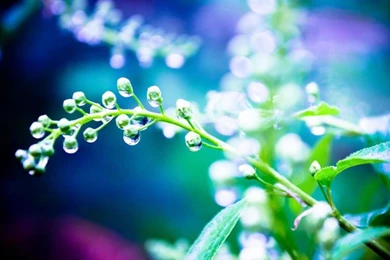 Plants Close up, After The Rain, Water Drops Wallpaper,Plants HD ...