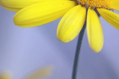 Yellow Flower With StemSamsung Wallpapers Download