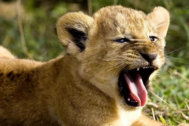 Free Desktop Wallpapers Wild Animals