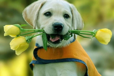 Download Free Desktop Wallpapers Animals