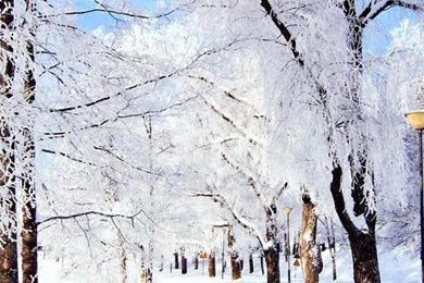 Trail Trees Snow Frost Day Winter iPhone 6 Wallpapers HD