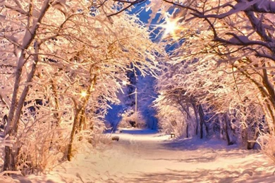 Winter Snow Tree Road iPhone 6s Wallpapers HD