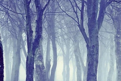 Tree Snow Winter Nature Forest iPhone 6 Wallpapers HD And 1080P 6 ...