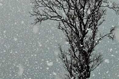 Winter Trees HD iPhone Wallpapers, iPhone 5(s)/4(s)/3G Wallpapers