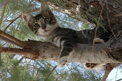 Cats: Cat Tree Kitten Animals Trees Wallpapers Pictures Free For HD ...