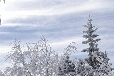 Download Winter Iphone Wallpapers For Android