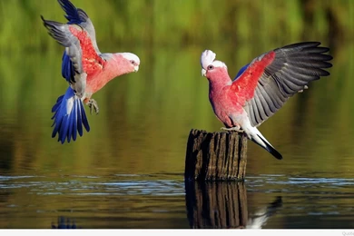 Best Mobile Wallpapers For Phones With Android