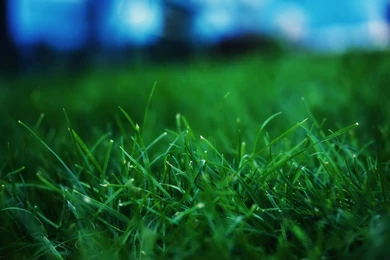 Green Grass And Dew 8 － Plant Wallpapers   Free Download ...