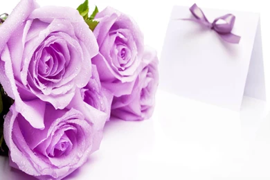 Rose Flowers Wallpapers Collection (45+)