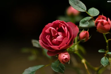 YouWall   Rose Flower Wallpapers   Wallpaper,wallpapers,free ...