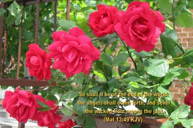 Inspirational WALLPAPERS, BIBLE VERSES, Flowers II