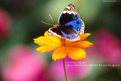 Christian Wallpapers With Inspirational Bible Verses46 Wallcoo.net