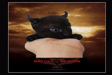 Batcat Begins Funny Desktop Computer Wallpaper Backgrounds