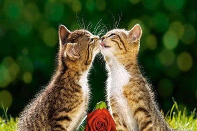 Funny Wallpaper Backgrounds. Funny Cat Wallpapers For Funny ...