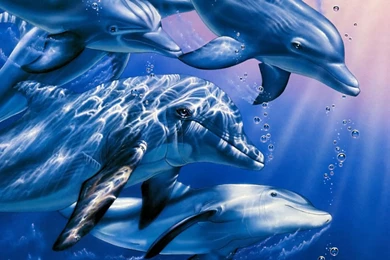 Cute Dolphin Backgrounds Wallpapers Cute Dolphin Backgrounds Hd ...