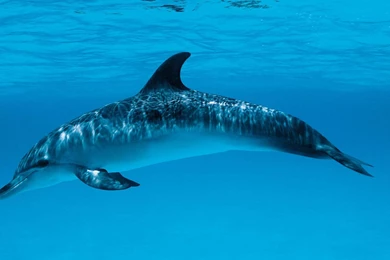 Dolphin HD Wallpapers   MixHD Wallpapers