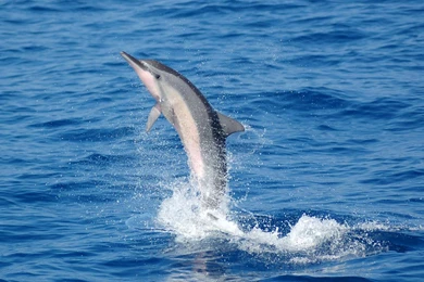 Dolphin Paper High Res Anyone Amidoinitrite Hd Wallpapers   (