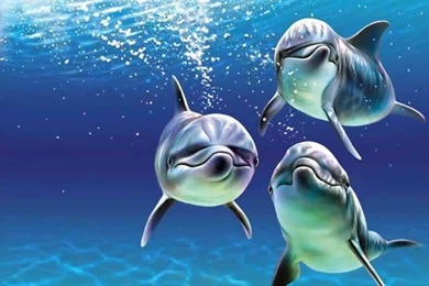 Baby Dolphins Wallpapers