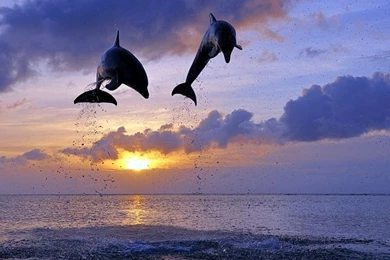 Great Dolphins HD Wallpapers For Your Desktop Computer Tablet Or ...
